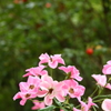 夏薔薇の輝き