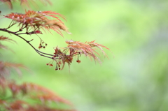 花もみじ