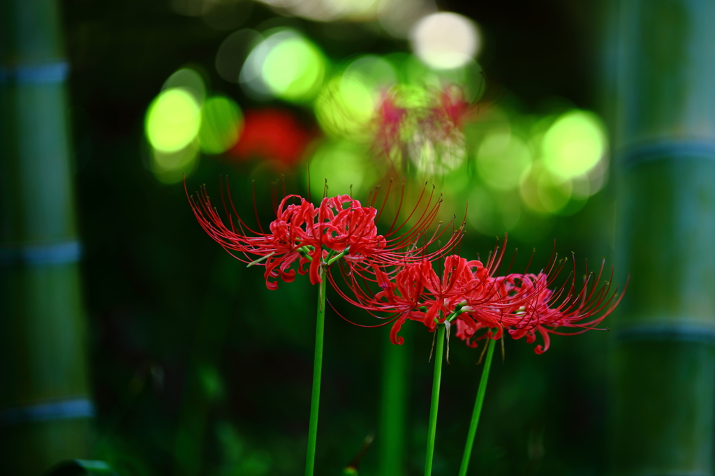 紅と輝き