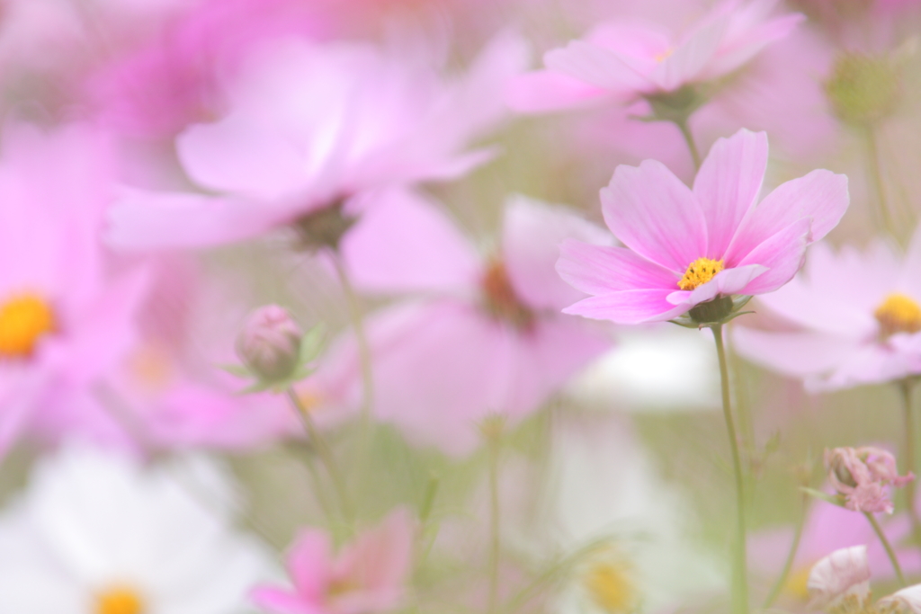 秋桜色々Ⅱ