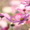 秋彩色々～秋桜～（Ⅴ）