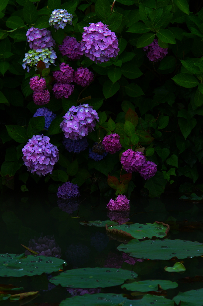紫陽花Ⅲ～水辺の情景～