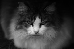 ＣＯＯＬ　ＣＡＴ　（Ⅰ）