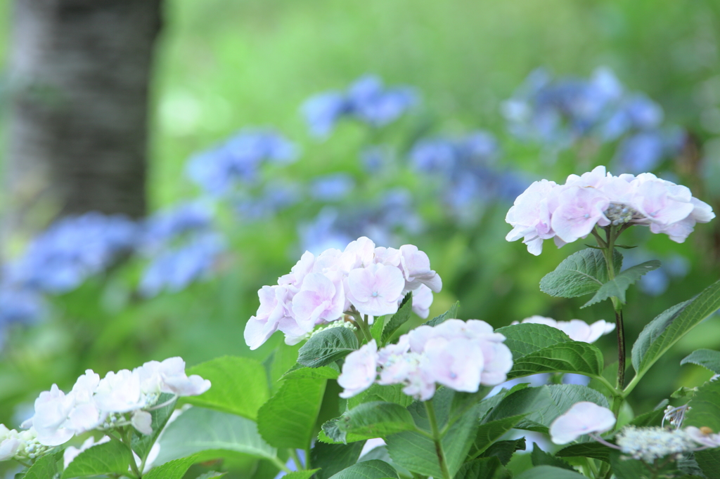 紫陽花の唄