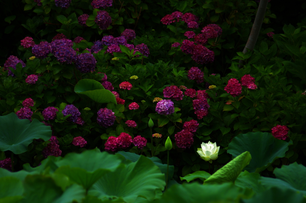 紫陽花Ⅷ～クライマックス～