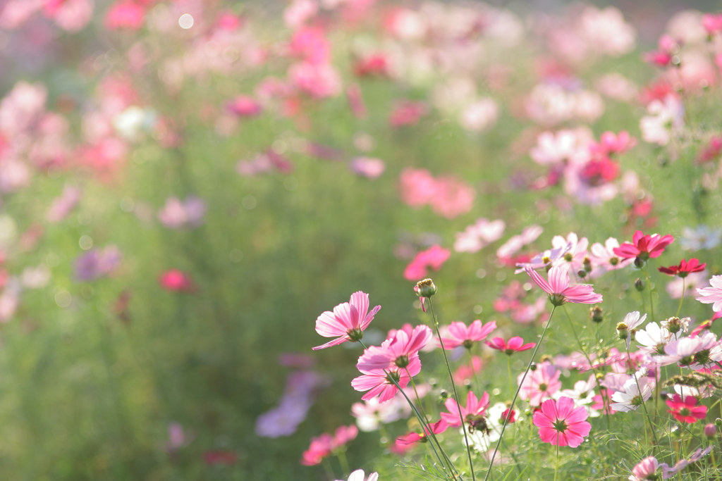 開田の朝（秋桜）