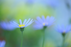 Blue Daisy　