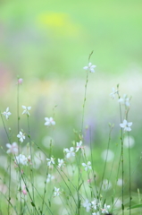 なつ花　～優しく、優しく～