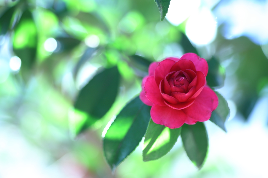 山茶花～冬の佇み