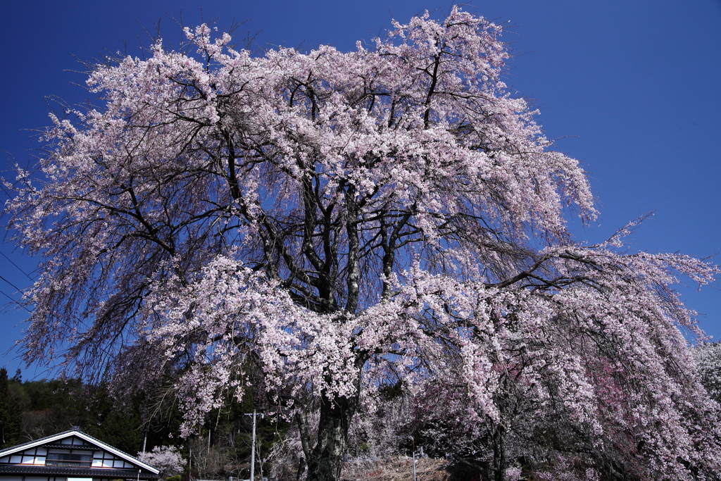 宝蔵寺の桜Ⅱ (売木村)