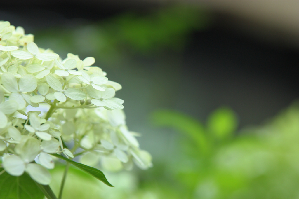 夏の風情