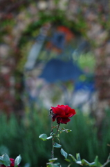 Last　Rose