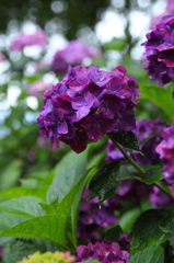 紫陽花色々Ⅰ