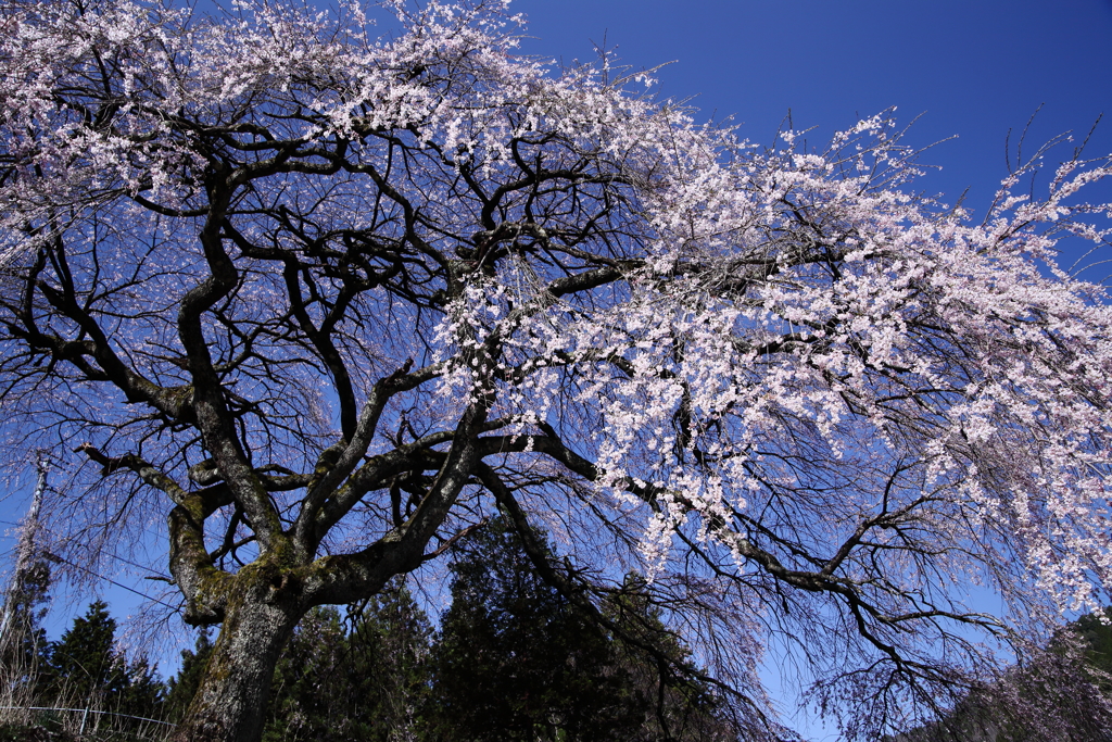 正平桜 (売木村)