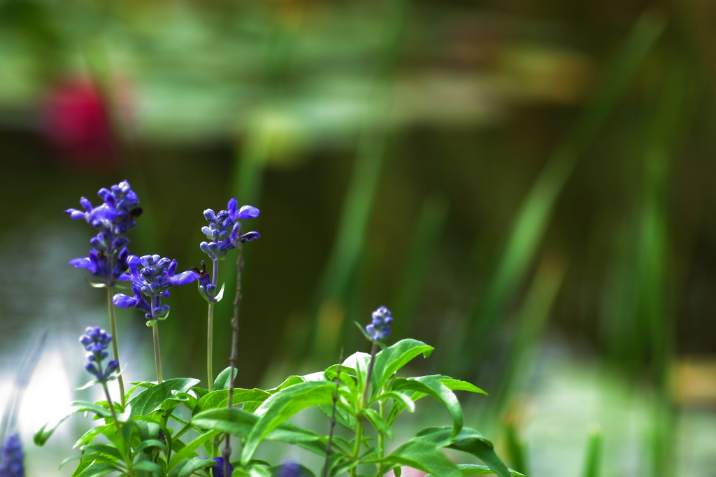 水辺に花を添えて