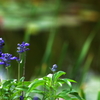 水辺に花を添えて