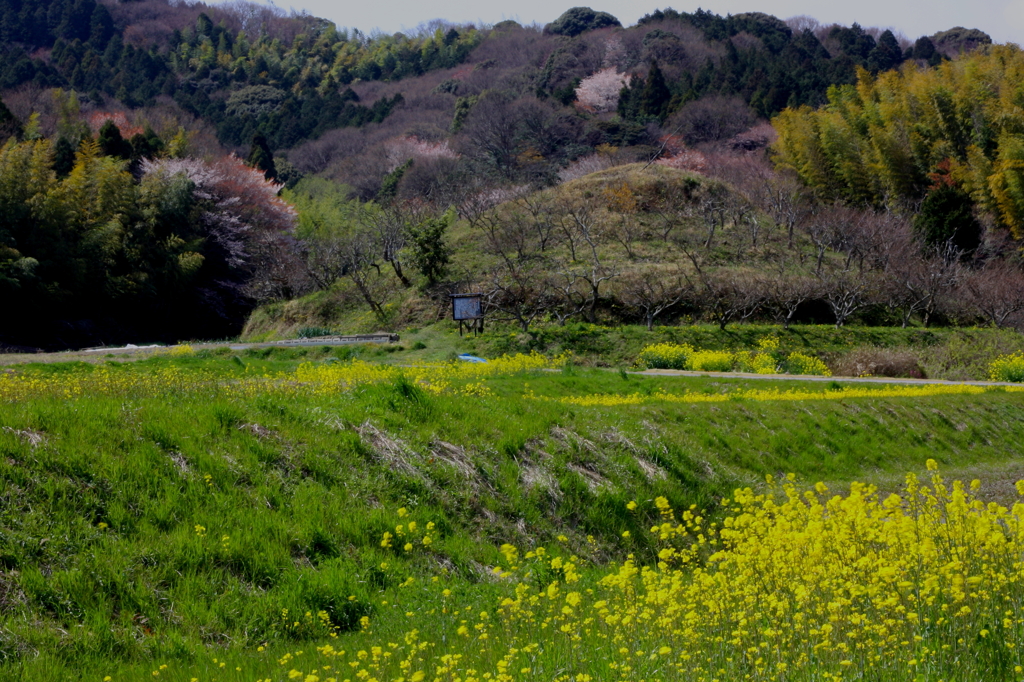 春の花景～古墳