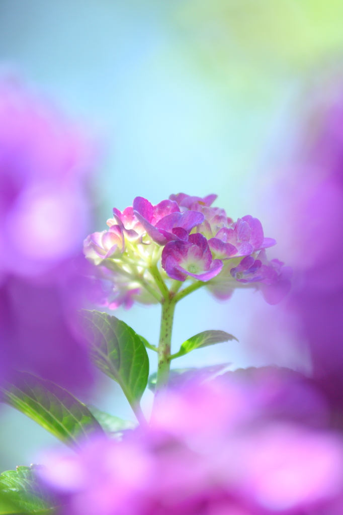 紫陽花Ⅵ～色彩のシンフォニー～