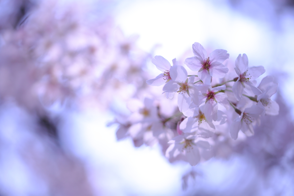 桜玉