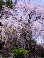 枝垂れ桜　丈山苑
