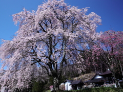 宝蔵寺の桜 (売木村)