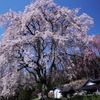 宝蔵寺の桜 (売木村)