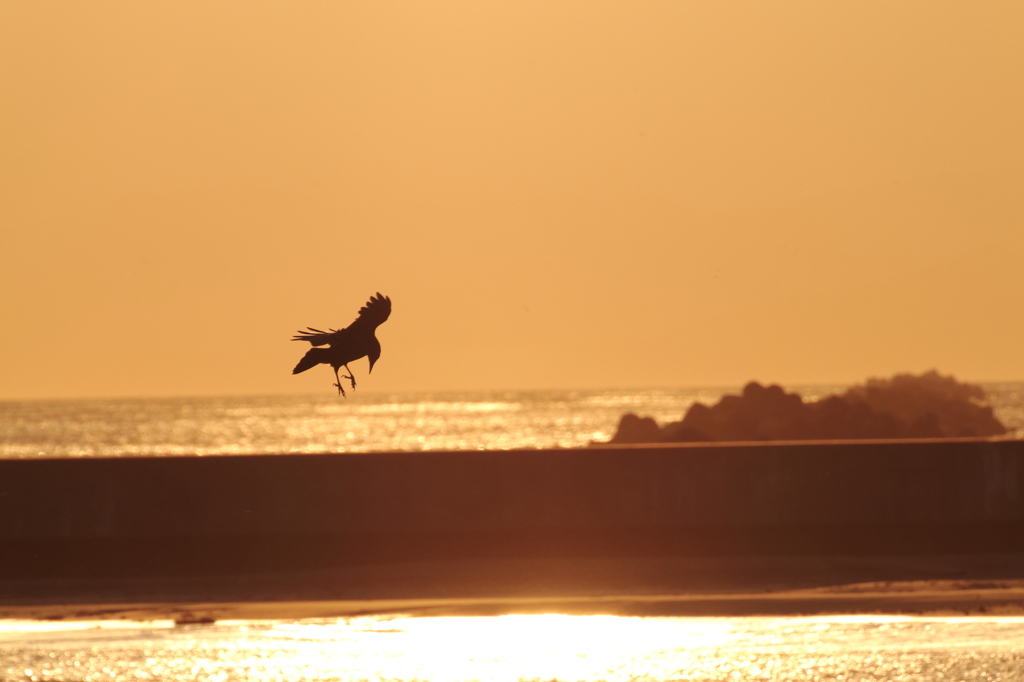 CROW