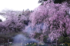 光前寺しだれ桜（駒ヶ根市）