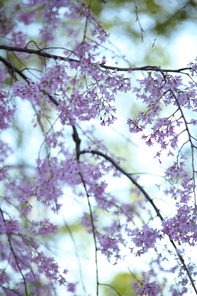 桜見上げれば