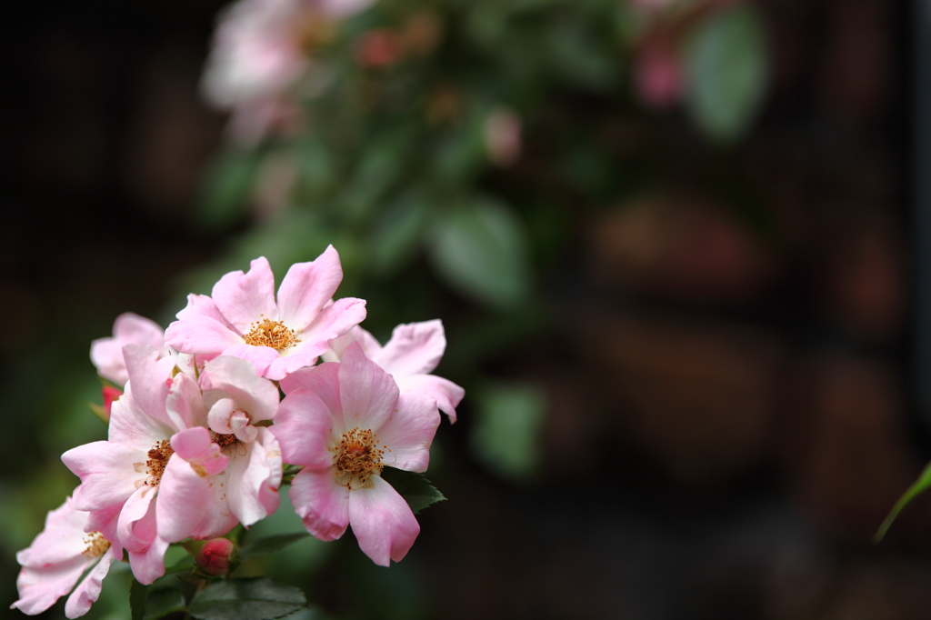 秋薔薇美しく