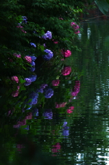 紫陽花Ⅳ～水辺の情景Ⅱ～