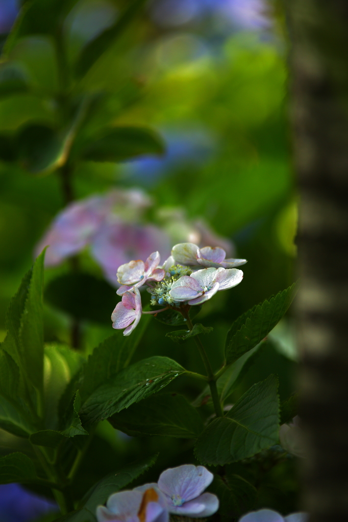 紫陽花Ⅴ～木漏れ日の中に～