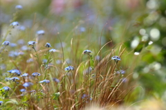 Wild Ｆlowers