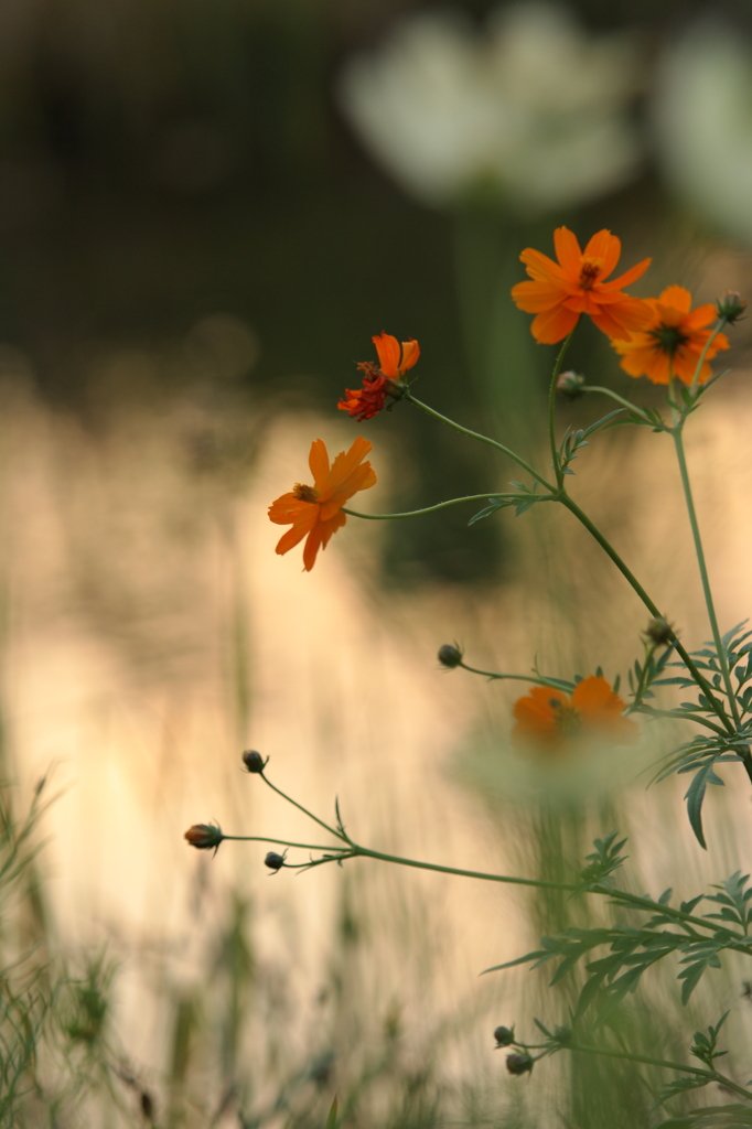 秋の夕日に佇む花達（Ⅲ）