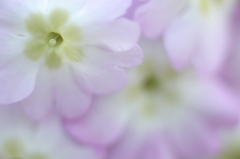 春迎花～さくら草