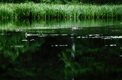 深緑の湖水にて