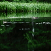 深緑の湖水にて