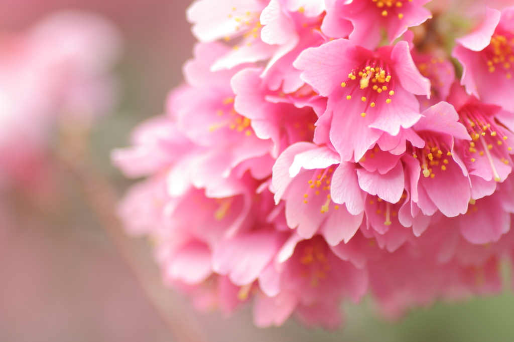 華玉（おかめ桜）