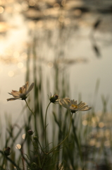 秋の夕日に佇む花達（Ⅱ）