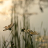 秋の夕日に佇む花達（Ⅱ）