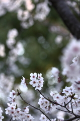 夢桜Ⅲ