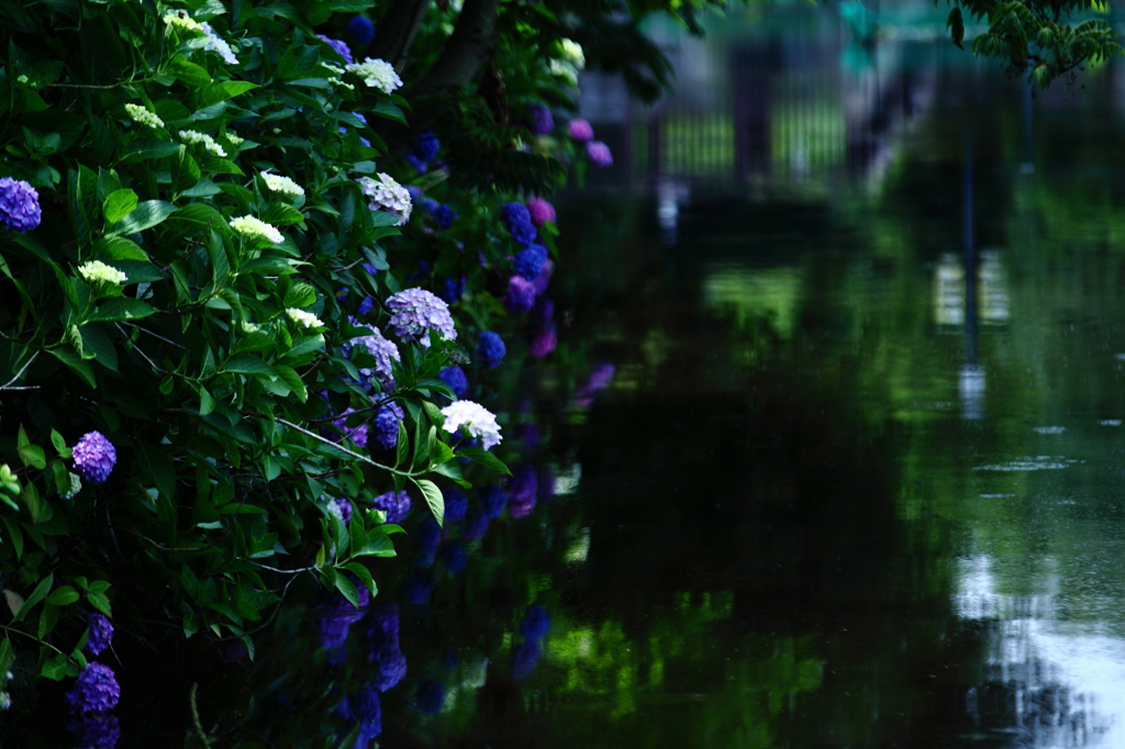 水辺〜紫陽花
