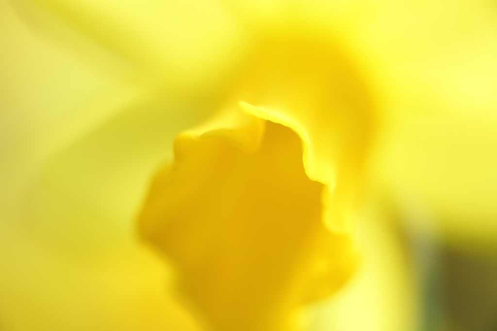 Yellow Narcissus