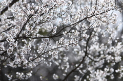 「薄墨桜」の子孫たち