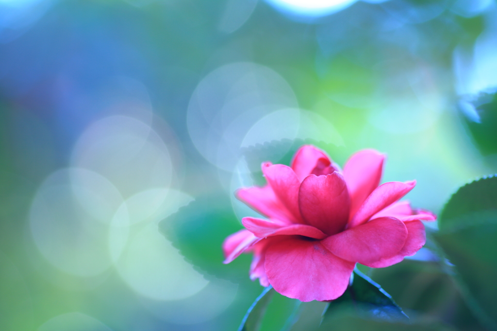 山茶花～煌めいて
