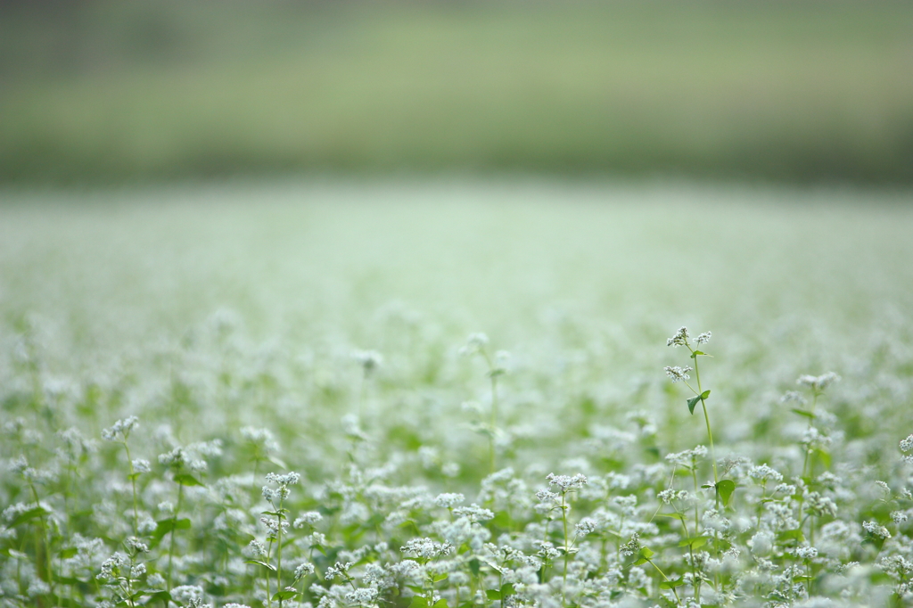 秋蕎麦菜