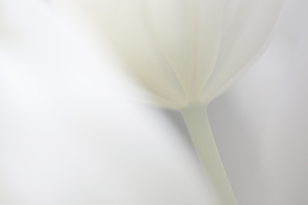 ＷＨＩＴＥ