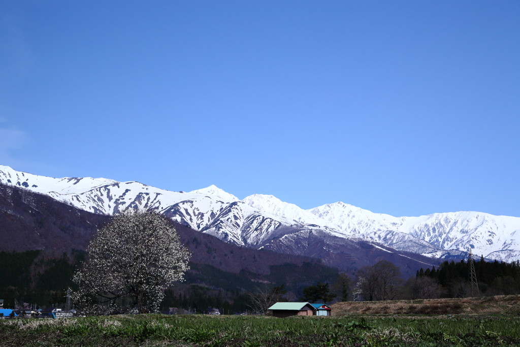 白馬村　春