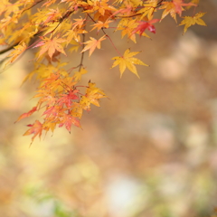 きららの森Ⅲ