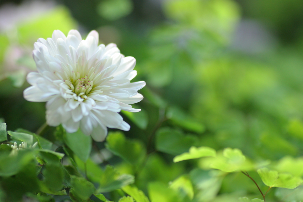 純な花